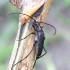 Alksninis grakštenis - Stenurella nigra | Fotografijos autorius : Romas Ferenca | © Macrogamta.lt | Šis tinklapis priklauso bendruomenei kuri domisi makro fotografija ir fotografuoja gyvąjį makro pasaulį.