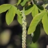 Alpine laburnum - Laburnum alpinum | Fotografijos autorius : Gintautas Steiblys | © Macronature.eu | Macro photography web site