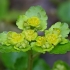 Pražangialapė blužnutė - Chrysosplenium alternifolium | Fotografijos autorius : Gintautas Steiblys | © Macronature.eu | Macro photography web site