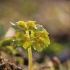 Pražangialapė blužnutė - Chrysosplenium alternifolium | Fotografijos autorius : Agnė Našlėnienė | © Macronature.eu | Macro photography web site