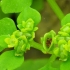 Alternate-leaved golden-saxifrage - Chrysosplenium alternifolium | Fotografijos autorius : Vidas Brazauskas | © Macronature.eu | Macro photography web site