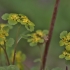 Alternate-leaved golden-saxifrage - Chrysosplenium alternifolium | Fotografijos autorius : Kęstutis Obelevičius | © Macronature.eu | Macro photography web site