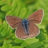 Didysis melsvys - Polyommatus amandus ♀ | Fotografijos autorius : Gintautas Steiblys | © Macronature.eu | Macro photography web site