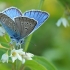 Amanda's Blue - Polyommatus amandus ♂ | Fotografijos autorius : Gintautas Steiblys | © Macronature.eu | Macro photography web site