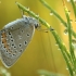 Didysis melsvys - Polyommatus amandus  | Fotografijos autorius : Vidas Brazauskas | © Macronature.eu | Macro photography web site