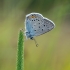 Amanda's Blue - Polyommatus amandus | Fotografijos autorius : Eglė Vičiuvienė | © Macronature.eu | Macro photography web site