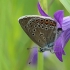 Amanda's Blue - Polyommatus amandus | Fotografijos autorius : Ramunė Činčikienė | © Macronature.eu | Macro photography web site