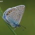 Amanda's Blue - Polyommatus amandus | Fotografijos autorius : Deividas Makavičius | © Macronature.eu | Macro photography web site