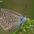 Amanda's Blue - Polyommatus amandus | Fotografijos autorius : Gintautas Steiblys | © Macronature.eu | Macro photography web site
