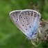 Didysis melsvys - Polyommatus amandus | Fotografijos autorius : Deividas Makavičius | © Macronature.eu | Macro photography web site