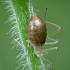 Amaras | Fotografijos autorius : Vidas Brazauskas | © Macrogamta.lt | Šis tinklapis priklauso bendruomenei kuri domisi makro fotografija ir fotografuoja gyvąjį makro pasaulį.