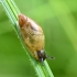 Common amber snail - Succinea putris | Fotografijos autorius : Kazimieras Martinaitis | © Macronature.eu | Macro photography web site