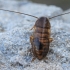 American Cockroach - Periplaneta americana, nymph | Fotografijos autorius : Gintautas Steiblys | © Macronature.eu | Macro photography web site