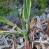 Amerikinė agava - Agave americana | Fotografijos autorius : Gintautas Steiblys | © Macrogamta.lt | Šis tinklapis priklauso bendruomenei kuri domisi makro fotografija ir fotografuoja gyvąjį makro pasaulį.