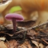 Ametistinė lakabudė - Laccaria amethystina | Fotografijos autorius : Vidas Brazauskas | © Macronature.eu | Macro photography web site