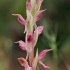Anakamptis - Anacamptis sancta | Fotografijos autorius : Gintautas Steiblys | © Macrogamta.lt | Šis tinklapis priklauso bendruomenei kuri domisi makro fotografija ir fotografuoja gyvąjį makro pasaulį.
