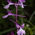 Anatolian orchid - Orchis anatolica | Fotografijos autorius : Žilvinas Pūtys | © Macronature.eu | Macro photography web site