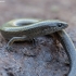 Anatolian snake-eyed skink - Ablepharus anatolicus | Fotografijos autorius : Žilvinas Pūtys | © Macronature.eu | Macro photography web site