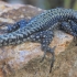 Andalusian wall lizard - Podarcis vaucheri | Fotografijos autorius : Gintautas Steiblys | © Macronature.eu | Macro photography web site