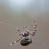 Angular Orbweaver - Araneus angulatus | Fotografijos autorius : Zita Gasiūnaitė | © Macronature.eu | Macro photography web site