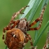 Angular Orbweaver - Araneus angulatus | Fotografijos autorius : Gintautas Steiblys | © Macronature.eu | Macro photography web site