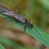 Ankstyvė - Nemoura cinerea ? | Fotografijos autorius : Gintautas Steiblys | © Macrogamta.lt | Šis tinklapis priklauso bendruomenei kuri domisi makro fotografija ir fotografuoja gyvąjį makro pasaulį.