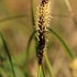 Ankstyvoji viksva - Carex caryophyllea | Fotografijos autorius : Ramunė Vakarė | © Macrogamta.lt | Šis tinklapis priklauso bendruomenei kuri domisi makro fotografija ir fotografuoja gyvąjį makro pasaulį.