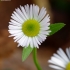 Annual Fleabane - Erigeron annuus | Fotografijos autorius : Romas Ferenca | © Macronature.eu | Macro photography web site