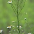 Annual Fleabane - Erigeron annuus | Fotografijos autorius : Gintautas Steiblys | © Macronature.eu | Macro photography web site