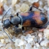 Ant-like Flower Beetle - Anthicus antherinus | Fotografijos autorius : Romas Ferenca | © Macronature.eu | Macro photography web site