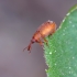 Apionas - Apion rubens | Fotografijos autorius : Romas Ferenca | © Macrogamta.lt | Šis tinklapis priklauso bendruomenei kuri domisi makro fotografija ir fotografuoja gyvąjį makro pasaulį.