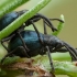 Apionas - Taphrotopium sulcifrons | Fotografijos autorius : Žilvinas Pūtys | © Macrogamta.lt | Šis tinklapis priklauso bendruomenei kuri domisi makro fotografija ir fotografuoja gyvąjį makro pasaulį.