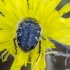 Apple blossom beetle | Tropinota hirta | Fotografijos autorius : Darius Baužys | © Macronature.eu | Macro photography web site