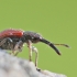 Gudobelinis cigarsukis - Tatianaerhynchites aequatus | Fotografijos autorius : Agnė Našlėnienė | © Macrogamta.lt | Šis tinklapis priklauso bendruomenei kuri domisi makro fotografija ir fotografuoja gyvąjį makro pasaulį.