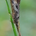 Apsiuva - Glyphotaelius pellucidus ♂ | Fotografijos autorius : Gintautas Steiblys | © Macrogamta.lt | Šis tinklapis priklauso bendruomenei kuri domisi makro fotografija ir fotografuoja gyvąjį makro pasaulį.