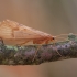 Apsiuva - Halesus digitatus ♀ | Fotografijos autorius : Žilvinas Pūtys | © Macrogamta.lt | Šis tinklapis priklauso bendruomenei kuri domisi makro fotografija ir fotografuoja gyvąjį makro pasaulį.