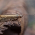 Apsiuva - Limnephilus decipiens ♂ | Fotografijos autorius : Žilvinas Pūtys | © Macrogamta.lt | Šis tinklapis priklauso bendruomenei kuri domisi makro fotografija ir fotografuoja gyvąjį makro pasaulį.