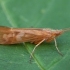 Apsiuva - Limnephilus lunatus ♀ | Fotografijos autorius : Žilvinas Pūtys | © Macrogamta.lt | Šis tinklapis priklauso bendruomenei kuri domisi makro fotografija ir fotografuoja gyvąjį makro pasaulį.