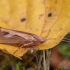 Apsiuva - Limnephilus rhombicus ♀ | Fotografijos autorius : Žilvinas Pūtys | © Macrogamta.lt | Šis tinklapis priklauso bendruomenei kuri domisi makro fotografija ir fotografuoja gyvąjį makro pasaulį.