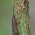 Apsiuva - Limnephilus extricatus ♂ | Fotografijos autorius : Gintautas Steiblys | © Macrogamta.lt | Šis tinklapis priklauso bendruomenei kuri domisi makro fotografija ir fotografuoja gyvąjį makro pasaulį.