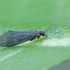 Apsiuva - Micrasema setiferum ♀  | Fotografijos autorius : Gintautas Steiblys | © Macrogamta.lt | Šis tinklapis priklauso bendruomenei kuri domisi makro fotografija ir fotografuoja gyvąjį makro pasaulį.