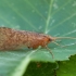 Apsiuva - Micropterna lateralis ♂ | Fotografijos autorius : Žilvinas Pūtys | © Macrogamta.lt | Šis tinklapis priklauso bendruomenei kuri domisi makro fotografija ir fotografuoja gyvąjį makro pasaulį.