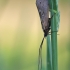 Apsiuva - Trichoptera | Fotografijos autorius : Agnė Našlėnienė | © Macrogamta.lt | Šis tinklapis priklauso bendruomenei kuri domisi makro fotografija ir fotografuoja gyvąjį makro pasaulį.