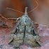 Apyninis sprindinis naktinukas - Hypena rostralis | Fotografijos autorius : Gintautas Steiblys | © Macrogamta.lt | Šis tinklapis priklauso bendruomenei kuri domisi makro fotografija ir fotografuoja gyvąjį makro pasaulį.