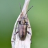 Aquatic leaf beetle - Donacia sp. | Fotografijos autorius : Kazimieras Martinaitis | © Macronature.eu | Macro photography web site