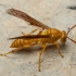 Arabian paper wasp - Polistes wattii | Fotografijos autorius : Žilvinas Pūtys | © Macronature.eu | Macro photography web site