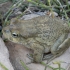 Arabian toad - Sclerophrys arabica | Fotografijos autorius : Žilvinas Pūtys | © Macronature.eu | Macro photography web site