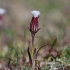 Naktižiedė - Silene involucrata ssp. furcata | Fotografijos autorius : Gediminas Gražulevičius | © Macronature.eu | Macro photography web site