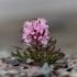 Arctic Hairy Lousewort - Pedicularis dasyantha | Fotografijos autorius : Gediminas Gražulevičius | © Macronature.eu | Macro photography web site