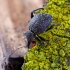 Plačiapilvis pjovėjas - Otiorhynchus armadillo | Fotografijos autorius : Romas Ferenca | © Macronature.eu | Macro photography web site